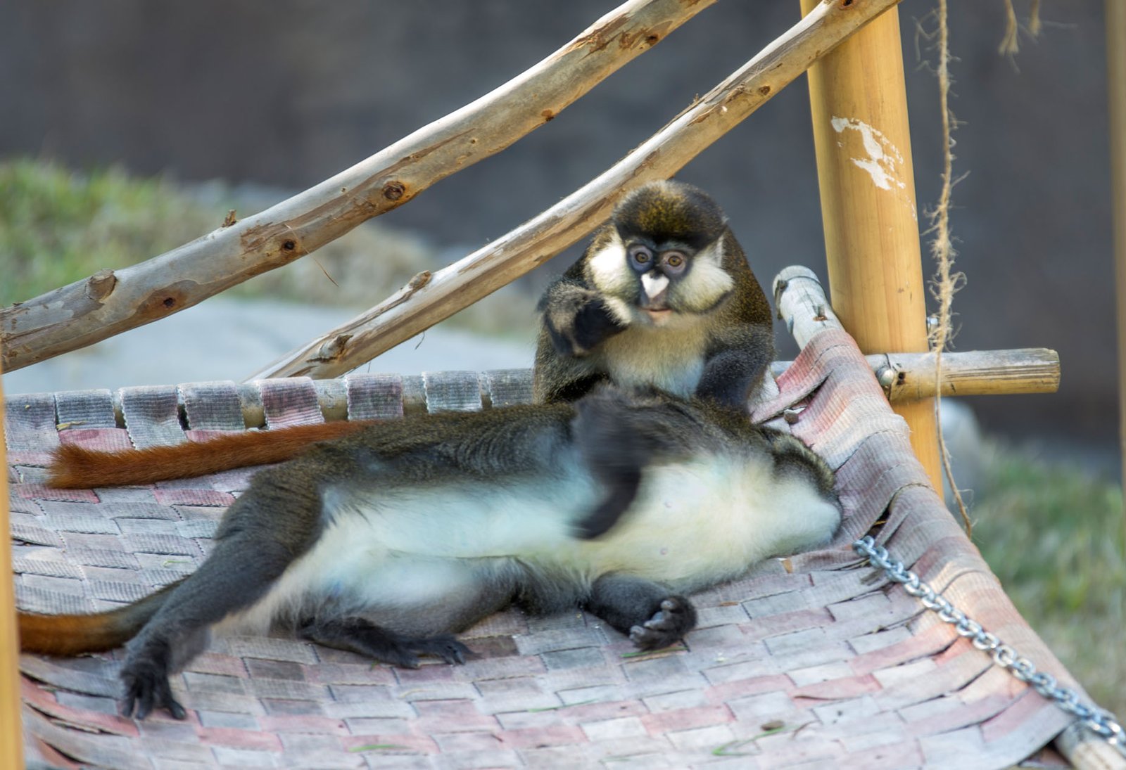 San Diego Zoo Part I 119